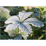 frozen_breath