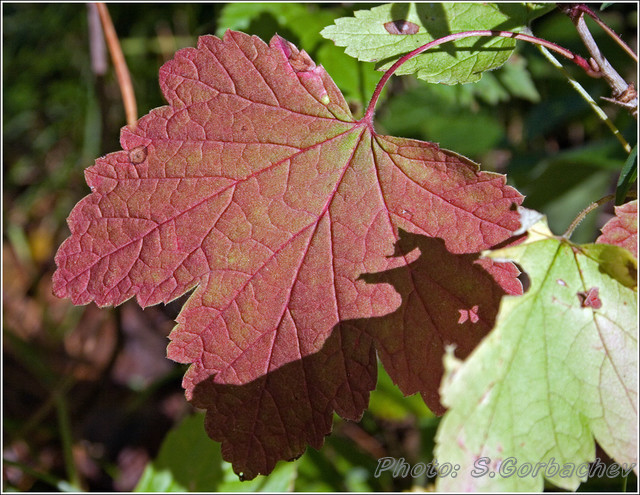 leaf_and_shadow