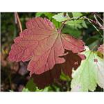 leaf_and_shadow
