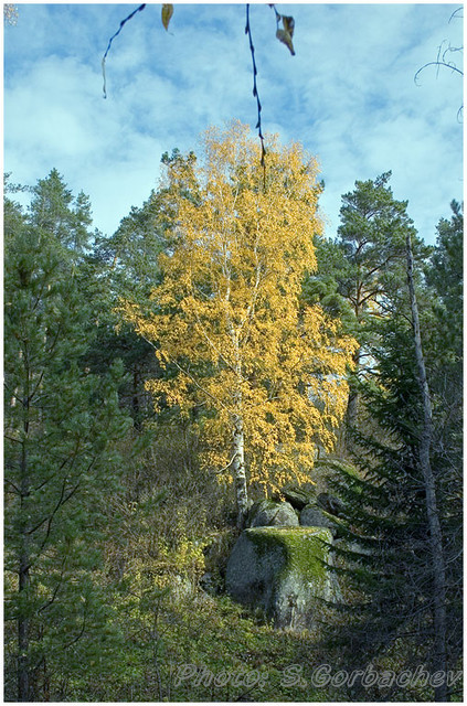 lonely_birch