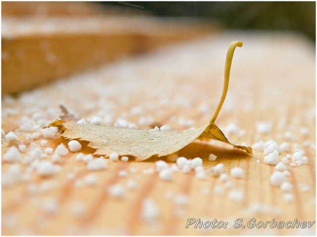 lost_leaf