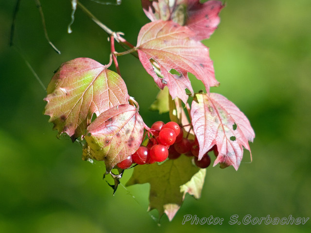 ripeness