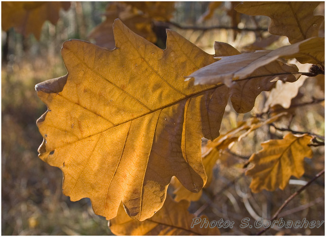 warm_leaf