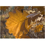 warm_leaf