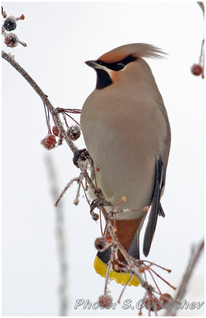 bird_(portrait)