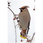 bird_(portrait)
