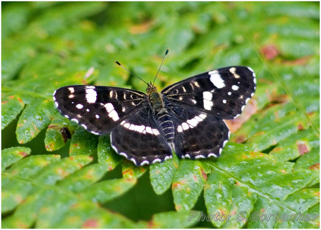butterfly_at_wet_leafs
