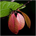 the_four_of_red