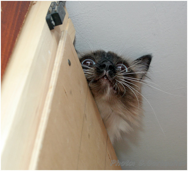 lookout