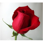 red rose