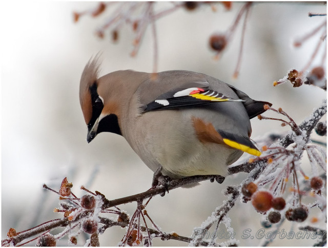 bird_(at_it's_lunch)