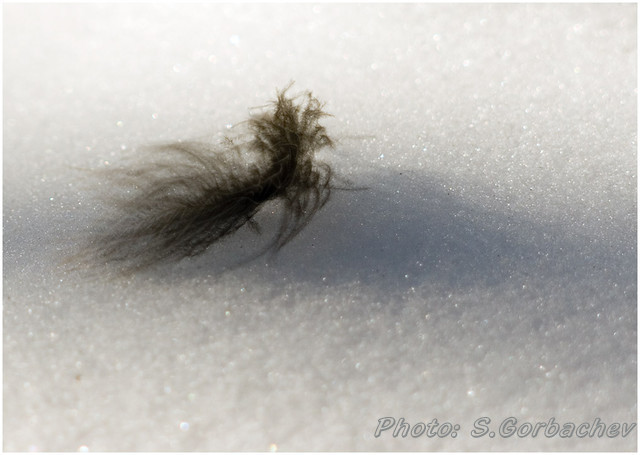 gone_feather