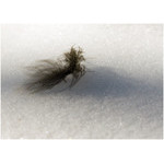 gone_feather