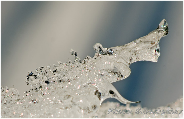 ice_wolf