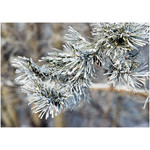 sprig