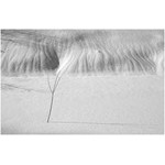 twig_(and_foothills)