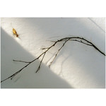 twig_leaf_light