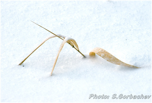 winter_trefoil