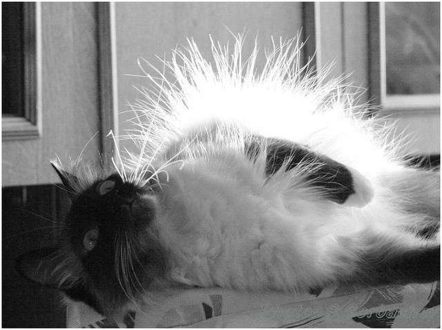 white hedgehog