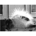 white hedgehog
