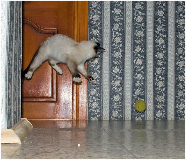 to_fly
