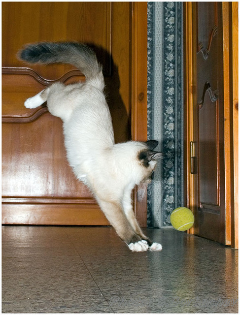 a_moment_before_landing