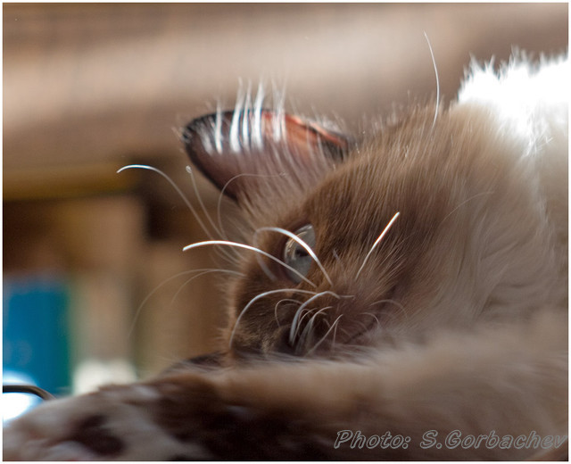 tired_by_winter_sun