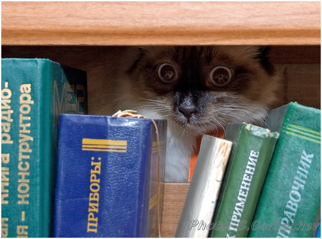 bookworm