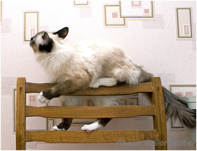 short_ladder
