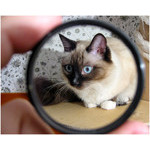 result_of_looking-for