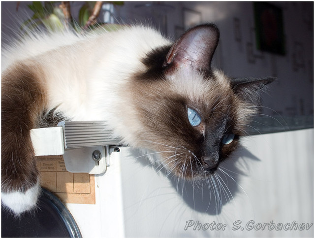 to languish in spring sun