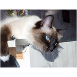 to languish in spring sun