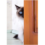 hide-and-seek