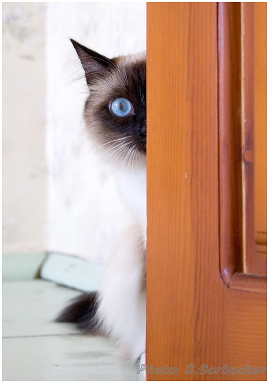 hide-and-seek