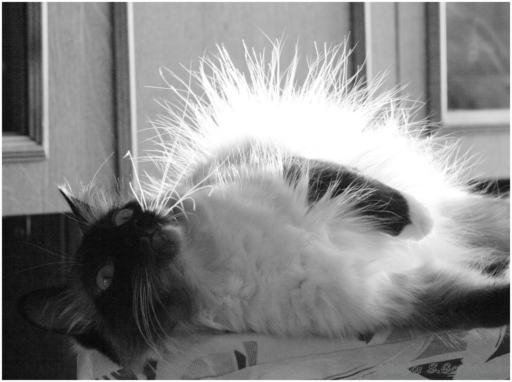 white hedgehog