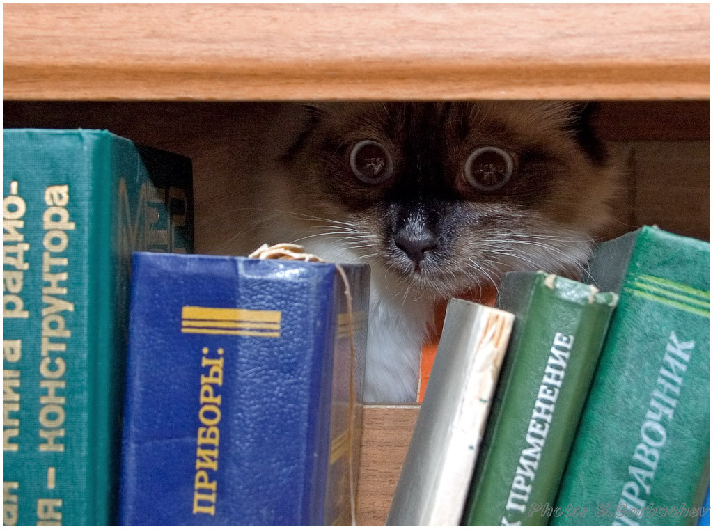 bookworm