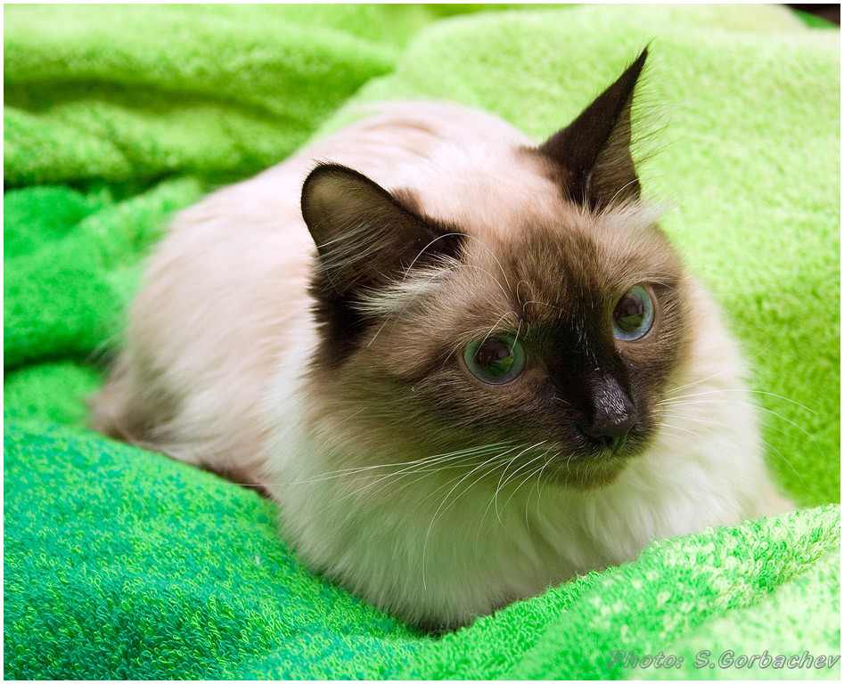 lady_on_green