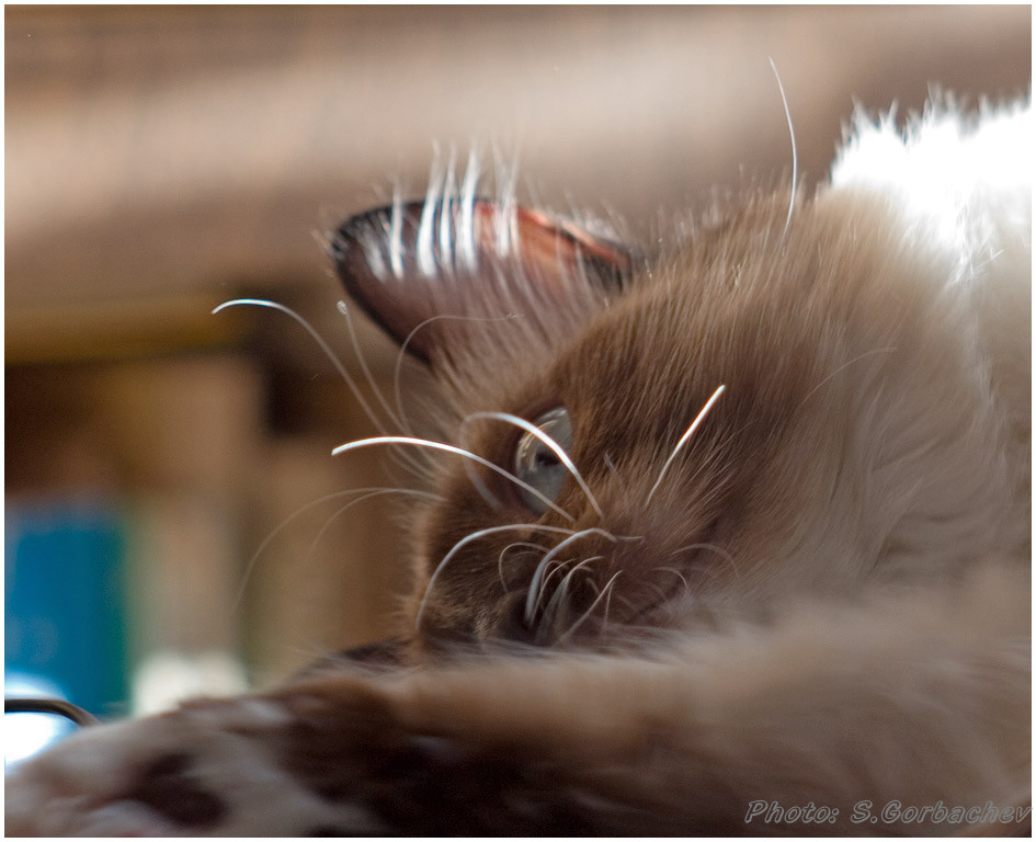 tired_by_winter_sun