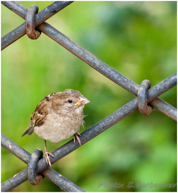 bird_and_knots