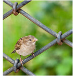 bird_and_knots