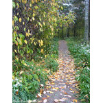 autumn_path