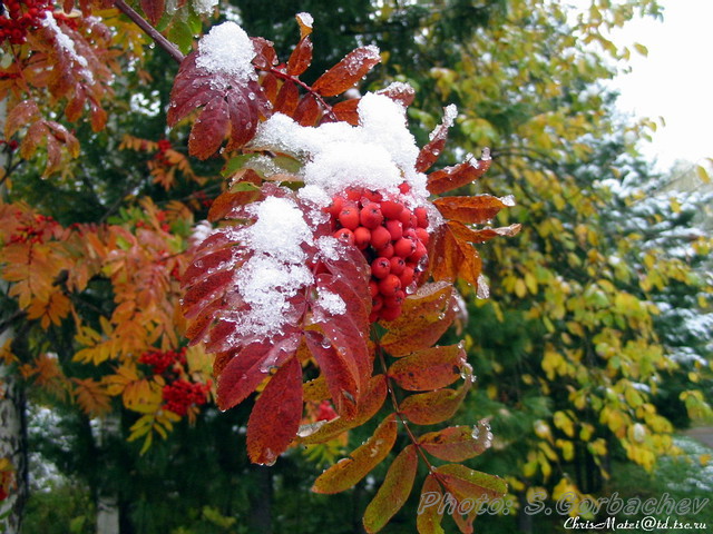 red_and_white