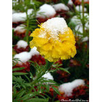 snow_bonnet