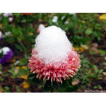 snow_bonnet_II