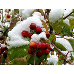 snow_house