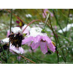 snow_weight