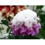 snowdrift(a_small_one)