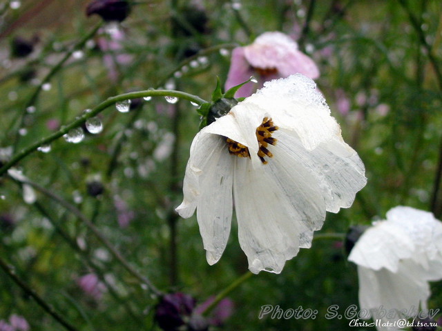 whiteness(flower_snow_drops)