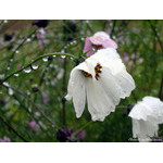 whiteness(flower_snow_drops)