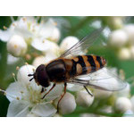 a_cup_of_nectar